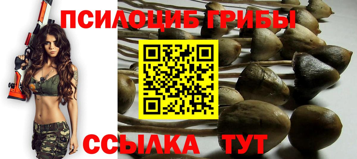 Псилоцибиновые грибы мицелий  Псилоцибиновые грибы Psilocybine cubensis  Семилуки 